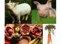 Alternativa sanatoasa: Dieta vegetariana sau dieta care include carnea?